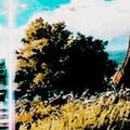 Noah